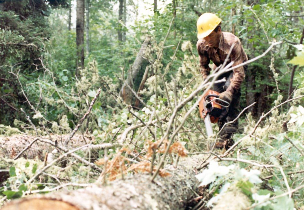 A "no-no:" walking the stem to cut off the branches. It's too easy to slip with that saw still racing, but the ground is such a mess that th