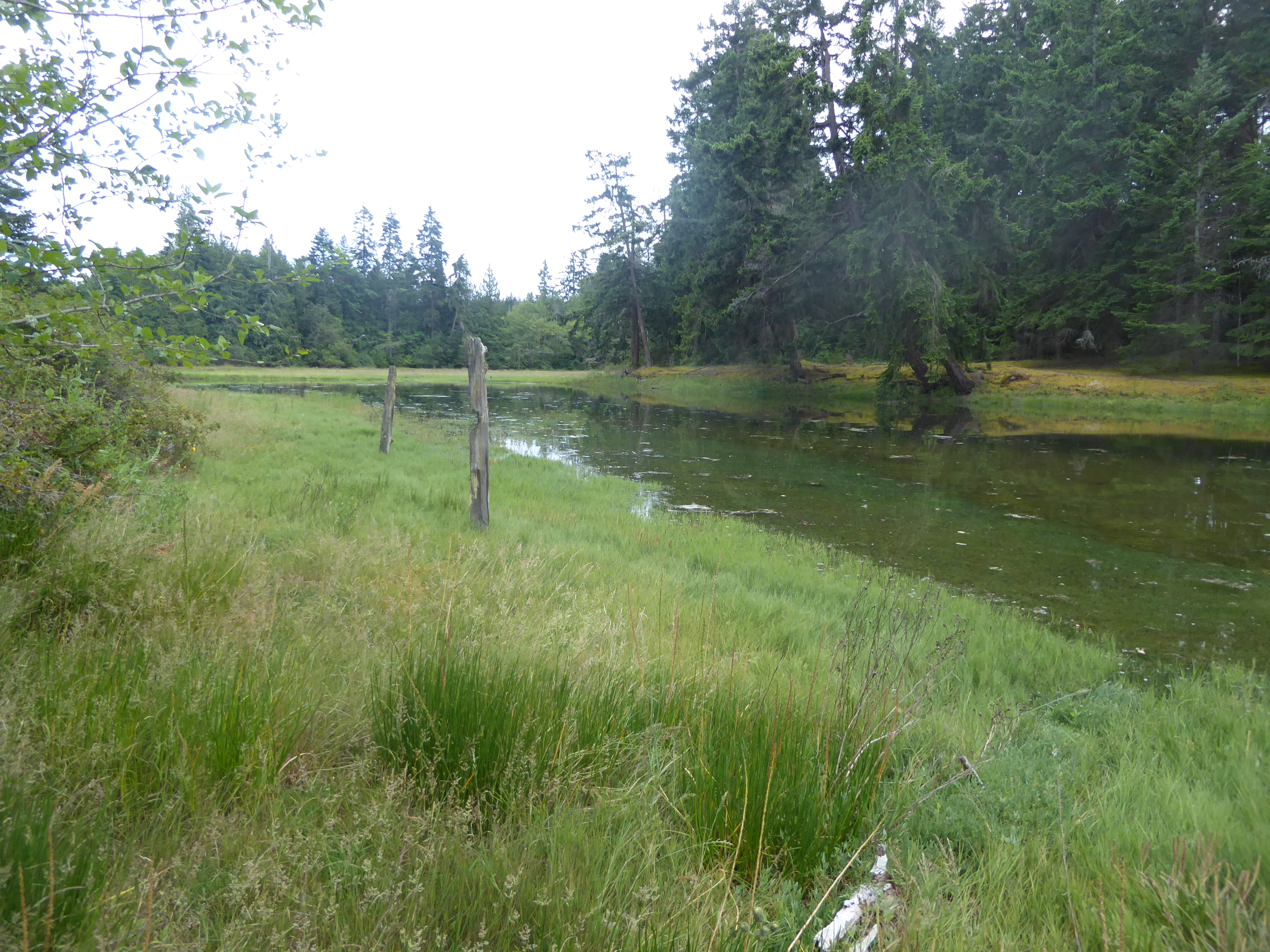 Calling it a salt marsh doesn't seem very kind, but that's what it is, and it's enough to make you reconsider your nomenclatural prejudices.