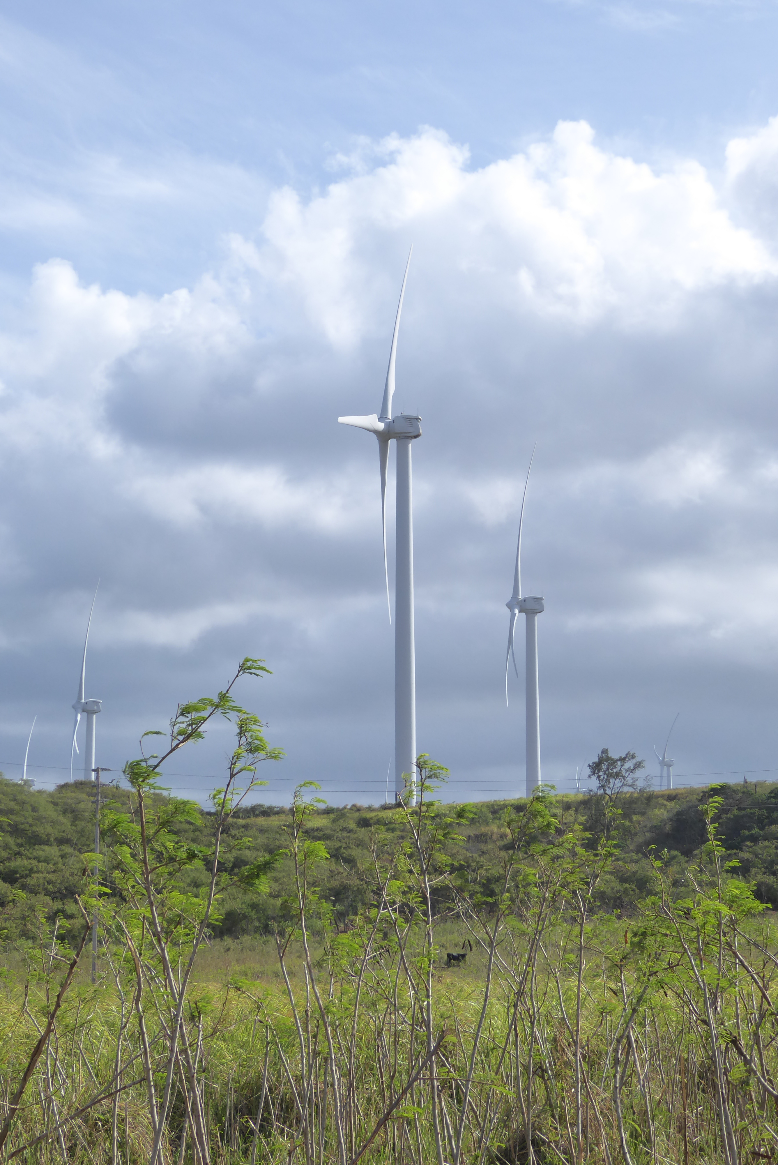 Along the way we passed the Kahuku wind farm. Sherlock knows which way the wind here blows.