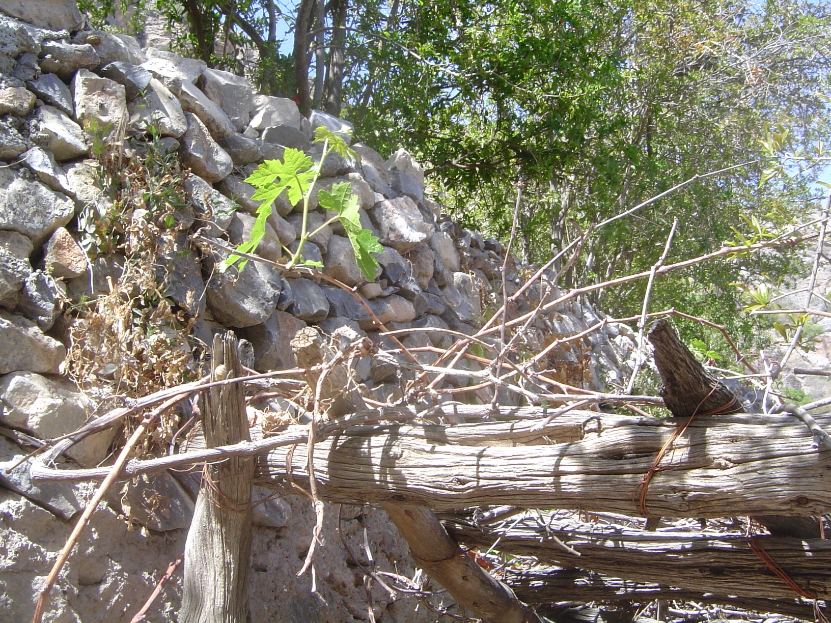 A vine.