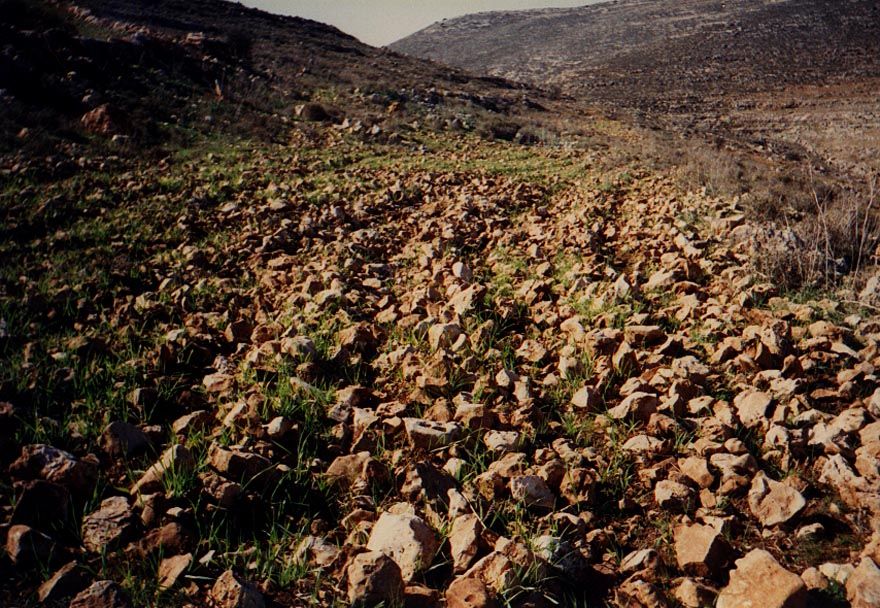 A field of grain at the village of Wadi Fukin. The field should be seen less as an agricultural undertaking than as a land-holding tactic. T
