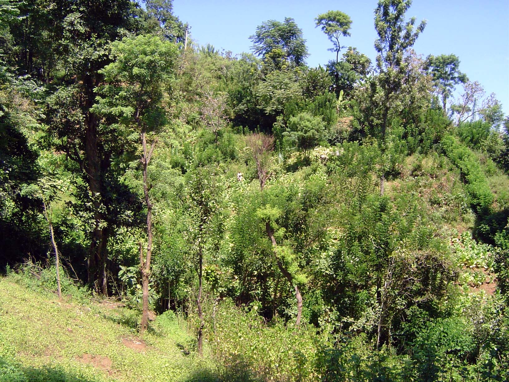 The villagers also have vegetable patches.