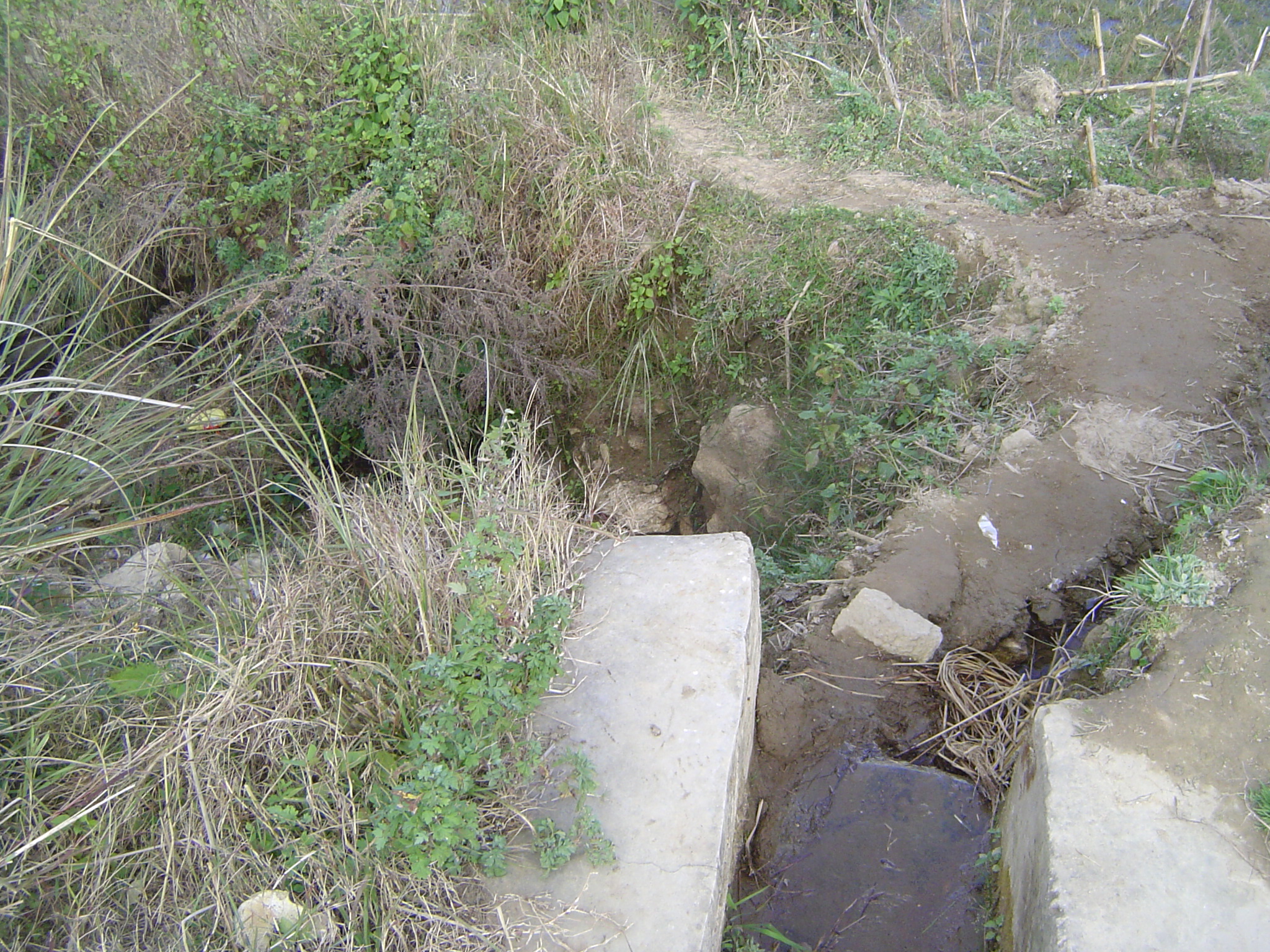 The main channel is in the weeds, as usual, while a ditch branches to the right.