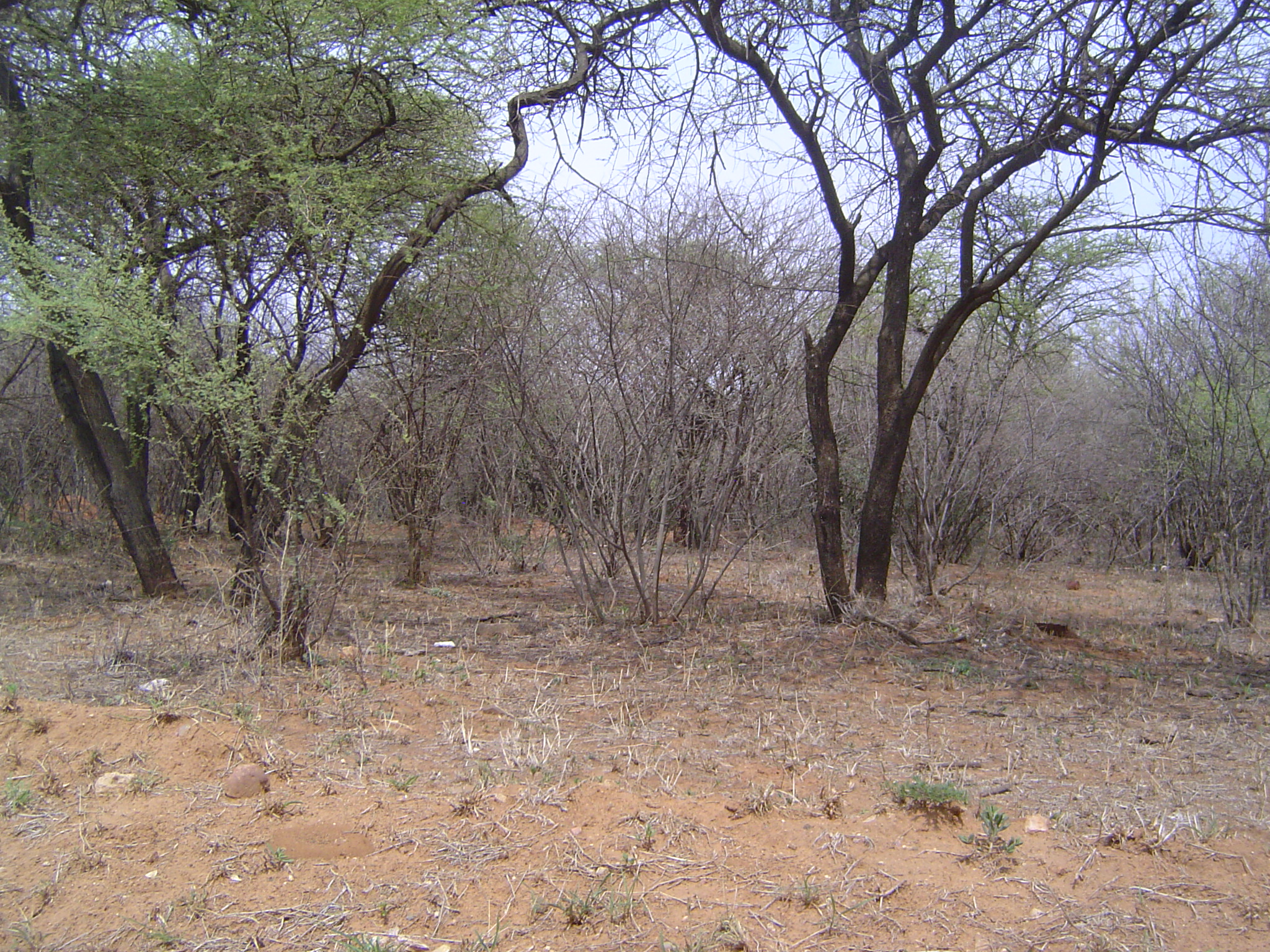 Go outside of town a few miles, stop the car, and walk into the bush. Only a field ecologist could get excited.
