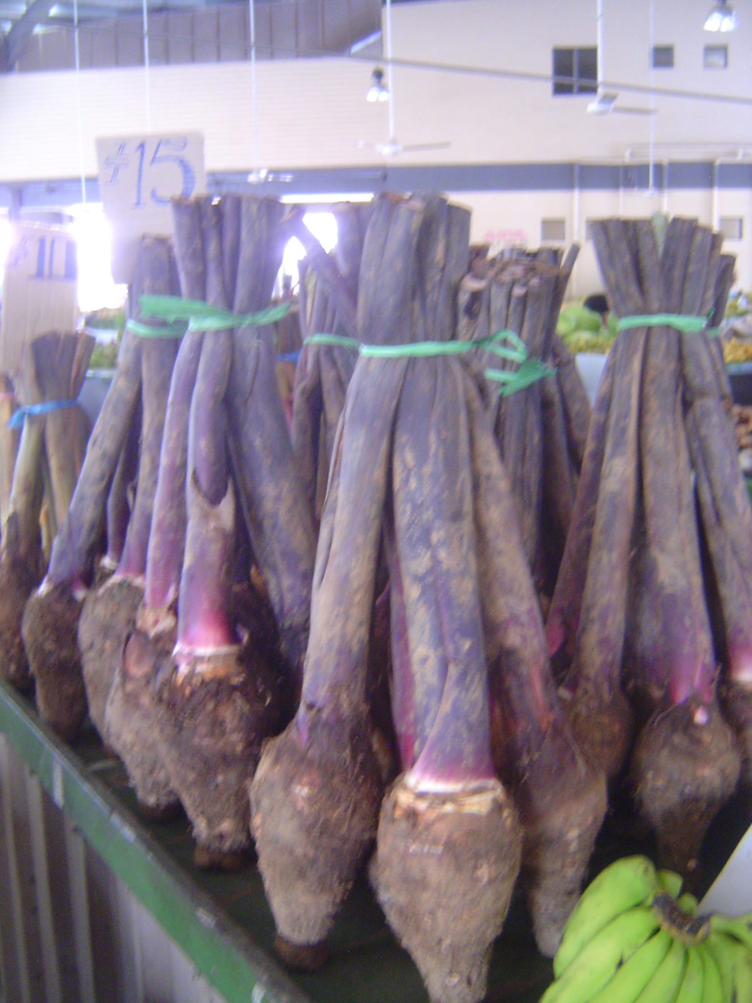 Hungry? There's taro, too, probably Colocasia esculenta. American gardeners know the genus, from its big leaves, as Elephant Ear.