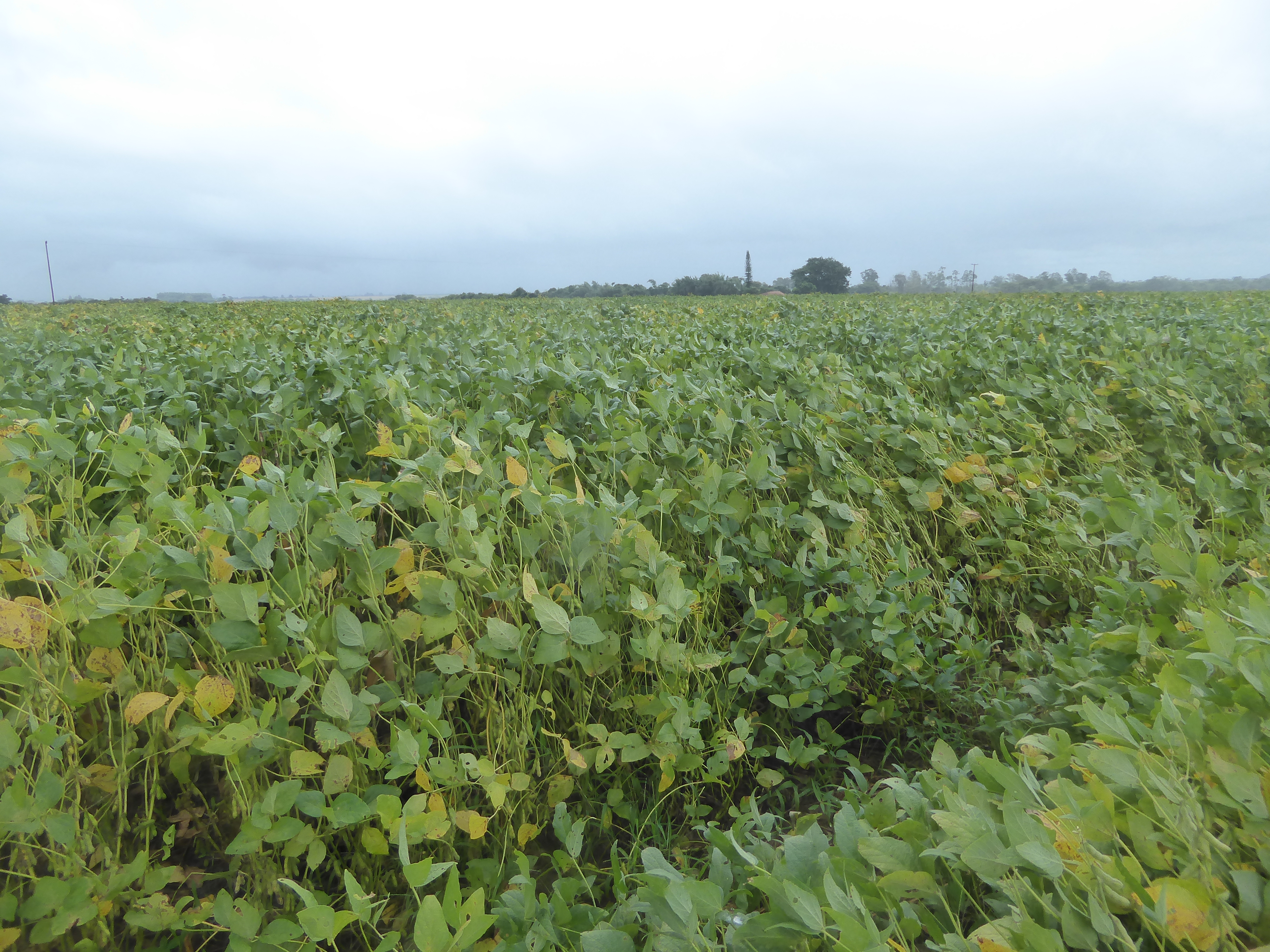 We've only gone a couple of miles from the last picture, but soybeans here ignore the calendar.