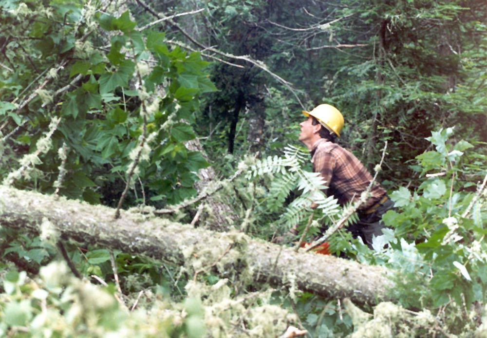 The forest is so thick that a falling tree brings down a lot of other stuff with it, tangling the site.