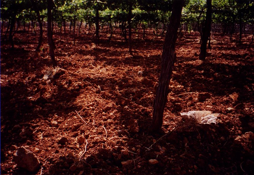A more intensive kind of grape production: vines supported by trellises and forming a network casting heavy shade. Yields are much higher th