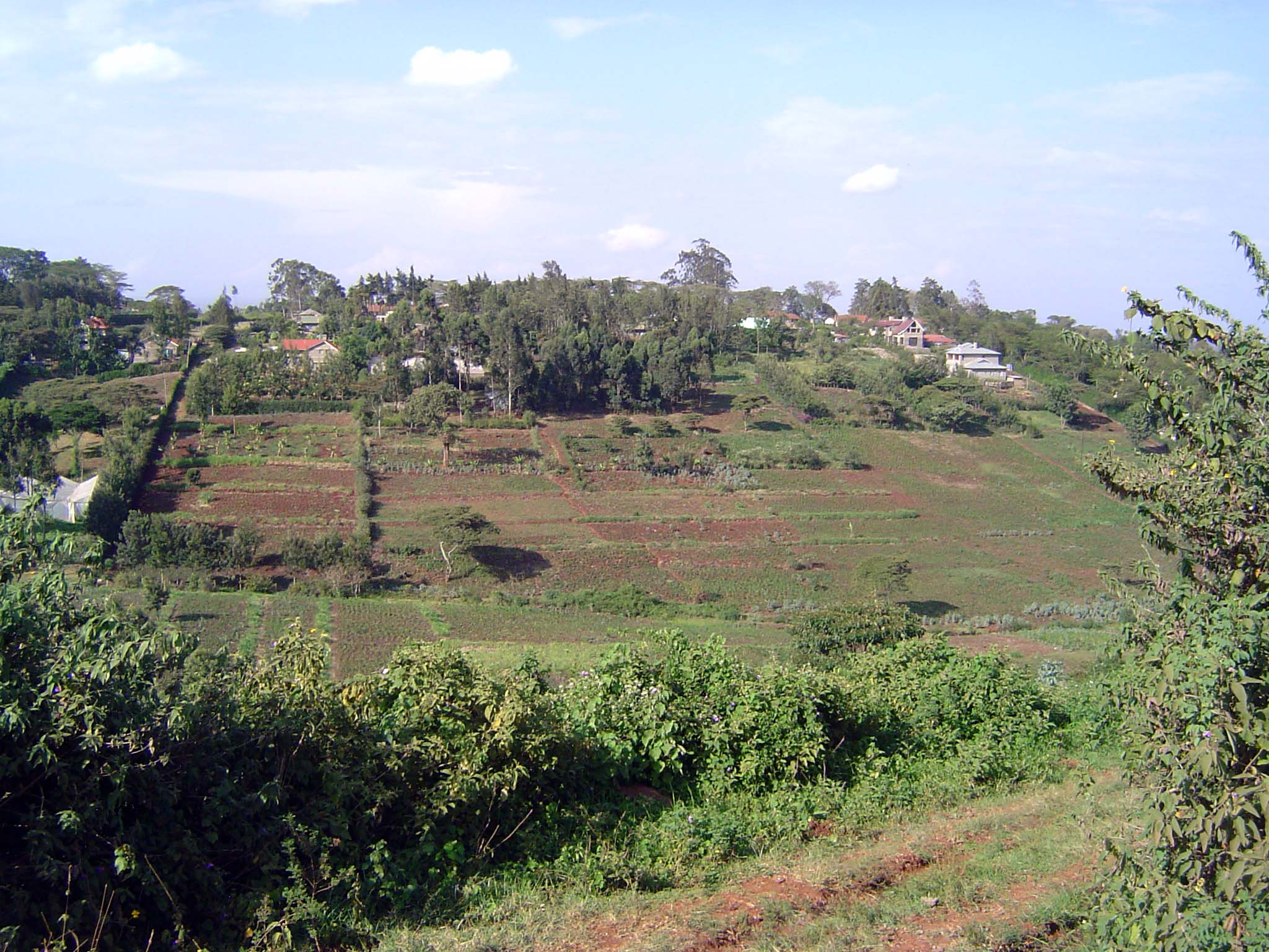 The alternative to trees is cultivated land.