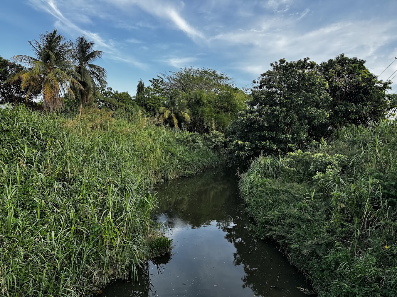 Have people been here long?  These coconuts might be natural, but they might have been planted.  There's a lot of abandoned farmland on the