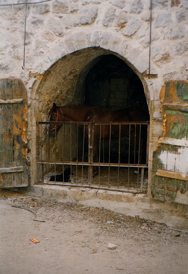 There aren't many horses left in Hebron, but here's one, stabled close to the qusseba and, judging from the gnawed planks, hungry and/or bor