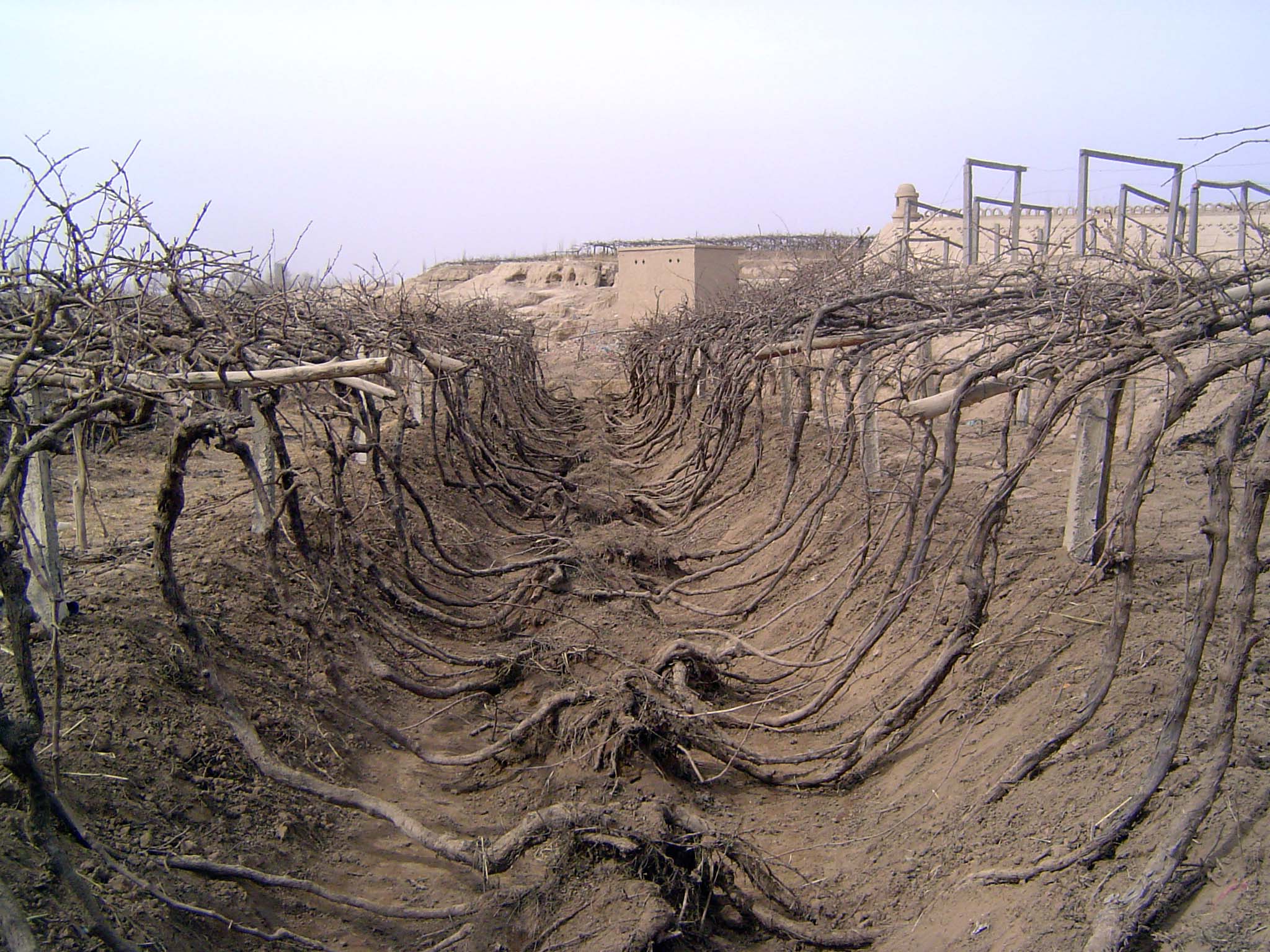 The vines are typically planted in troughs, perhaps to make irrigation easier.