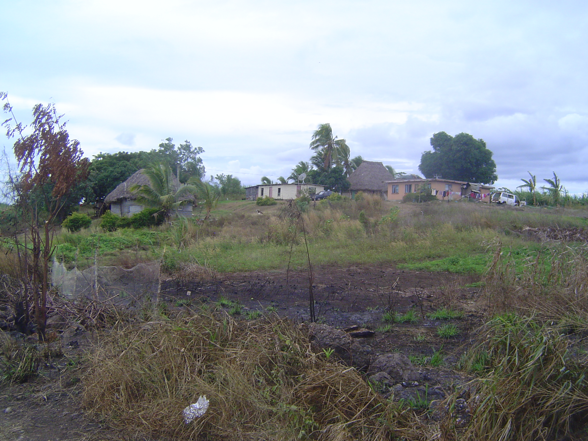 Most of the crop was grown on the drier north side of the island; the south side was too wet—a lesson learned the hard way—but the north sid