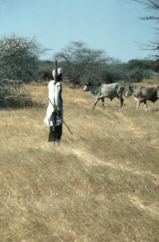 The Nyala neighborhood: about as pristine an image of cattle-nomads as one might hope for. But things weren't quite what they seemed, for th