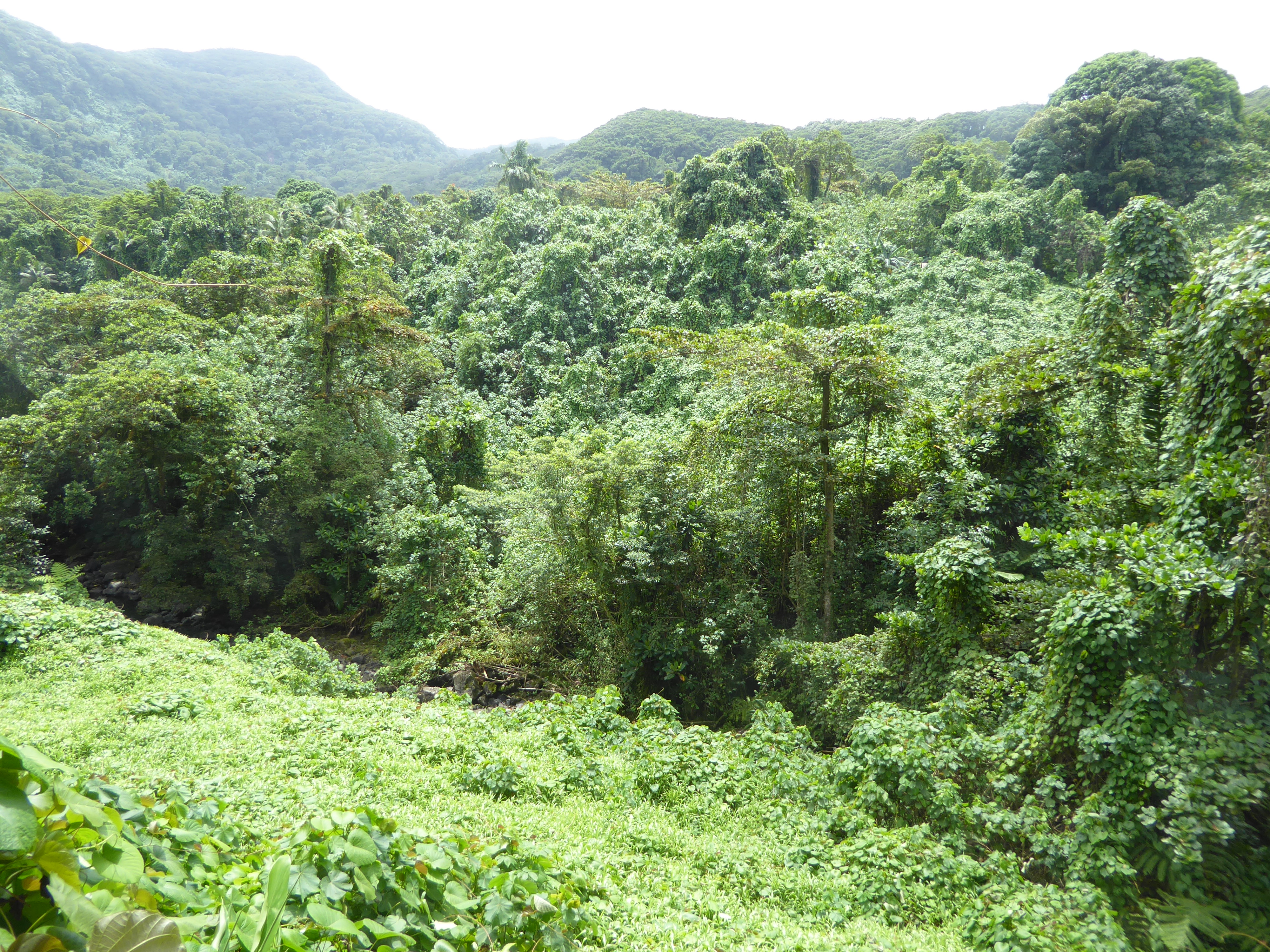 Meanwhile, the island's forest cover has been reduced from 43 percent in 1975 to 12 percent in 2002. Those numbers at first glance seem impo