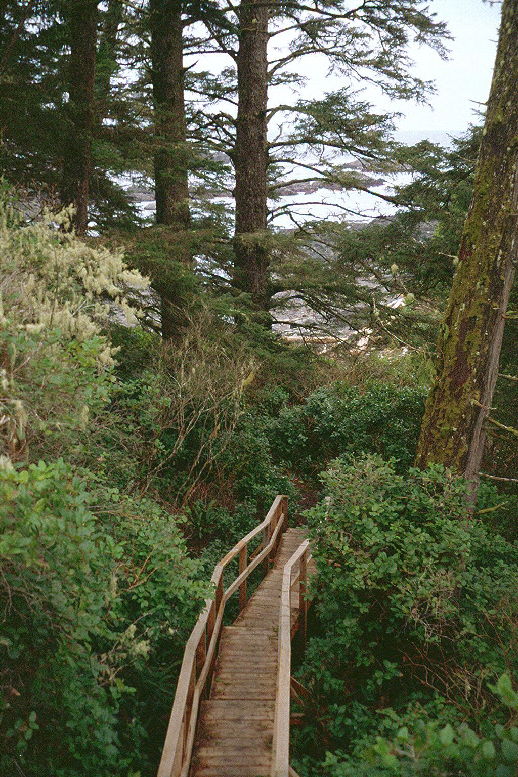 Both Ucluelet and Tofino have walkways such as this that lead through heavy forest to small, secluded beaches. This one is in Ucluelet and l