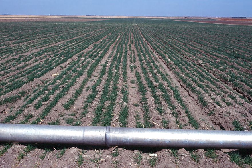 The secret of success: irrigation water, here about to flow through gated pipe.