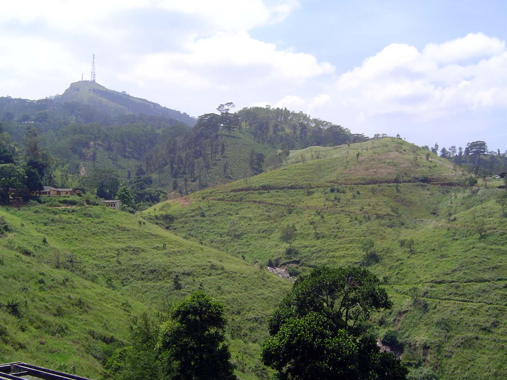 Many formerly in tea are now abandoned.